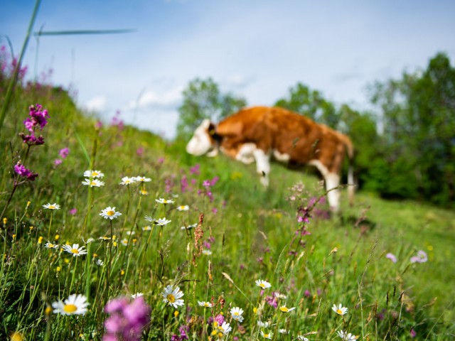 Urlaub am Bauernhof